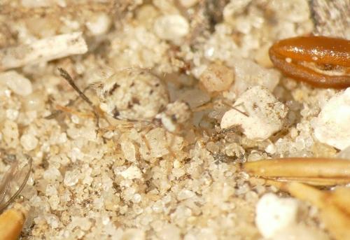 Réf. 286 825 : Sminthurus leucomelanus